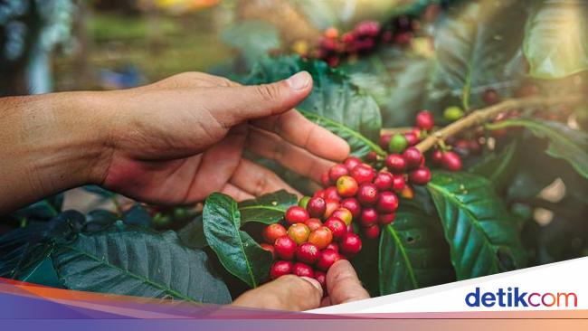 Bangga Ini 5 Kopi Terbaik Indonesia Yang Sukses Mendunia 9666