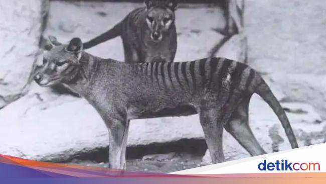 The extinct Tasmanian tiger desires to be resurrected from the grave