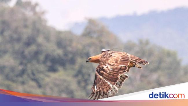 Elang Jawa: Ciri-ciri, Fakta Unik hingga Populasinya