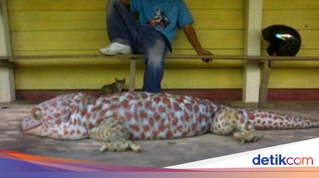 Viral on Fb Gecko Rp 1T Size 1 meter, experts say a fraud