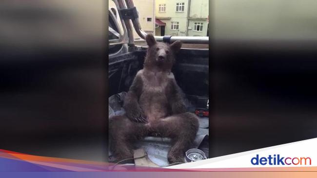 A bear is rescued right after a honey hangover