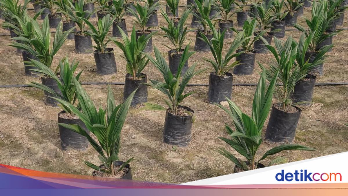 18 November 2025 Peringati Hari Sawit Nasional, Begini Sejarahnya