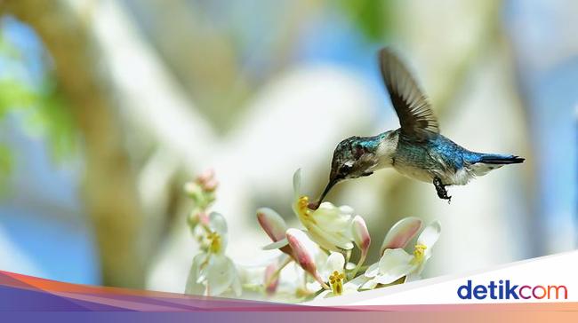 Ini Satu-satunya Burung yang Bisa Terbang Mundur