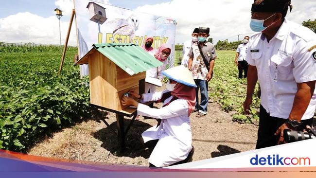 Cara Efisien Pemkab Banyuwangi Kendalikan Hama Tikus Dengan Rumah Burung Hantu 