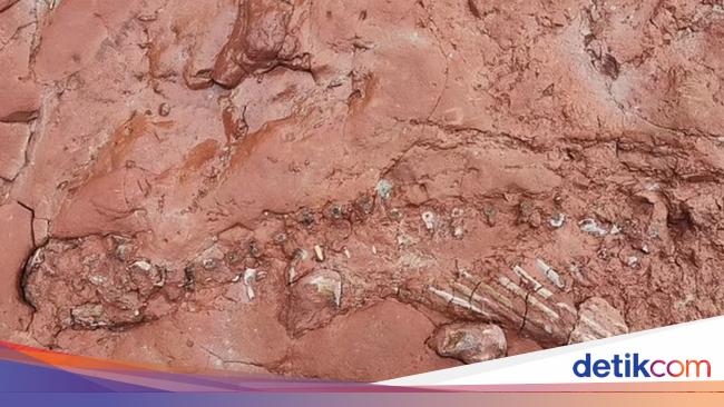 Fossils of mysterious animals that lived before the discovery of the dinosaurs