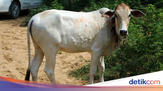Wabah Kulit Berbenjol Serang Sapi-sapi di India, Ini Penampakannya