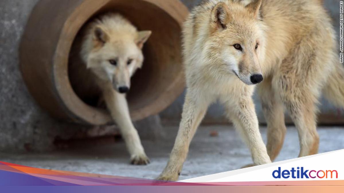 China Bikin Serigala KW!