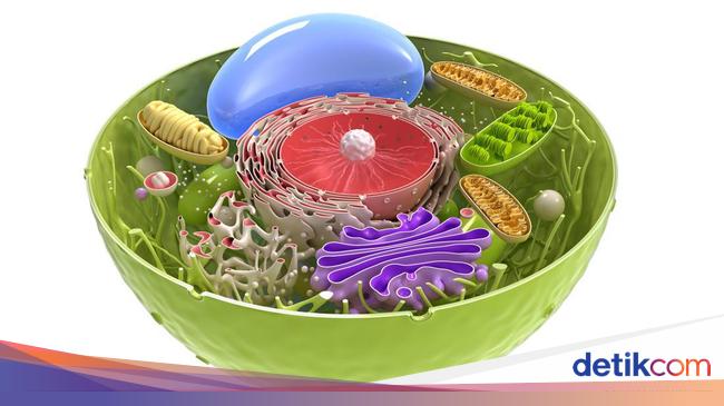 11 Organel Sel Tumbuhan Beserta Fungsinya