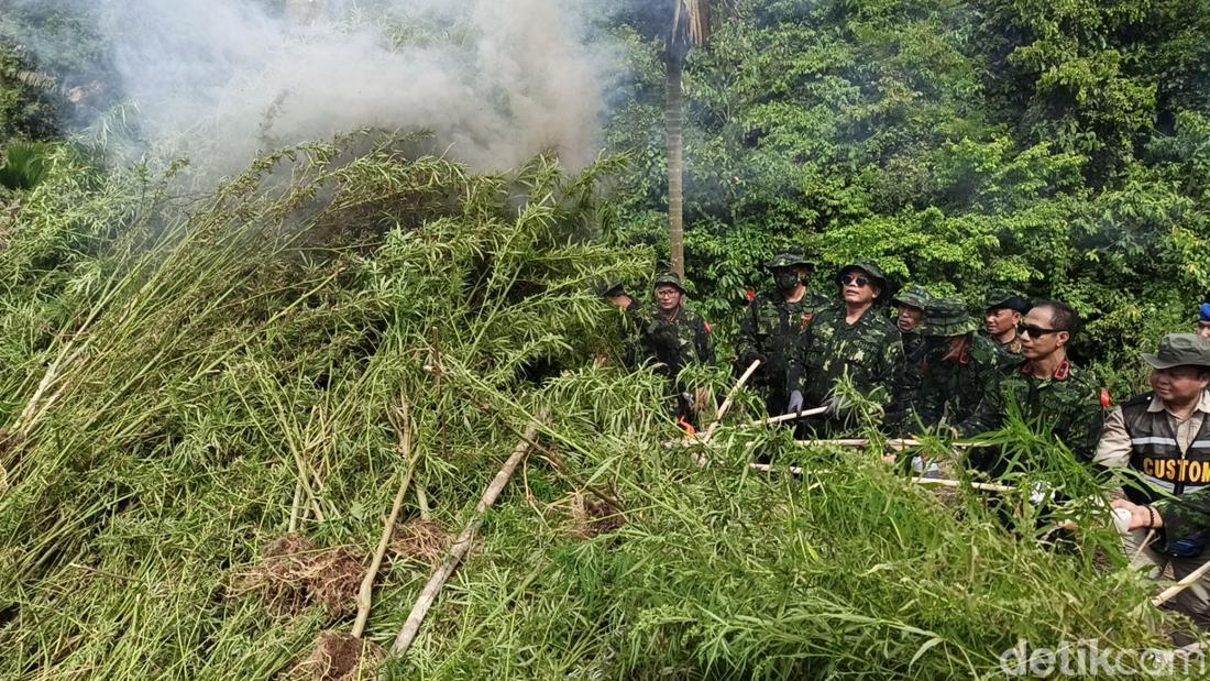 7 Jenderal BNN Turun Tangan Musnahkan Ladang Ganja Di Aceh Besar