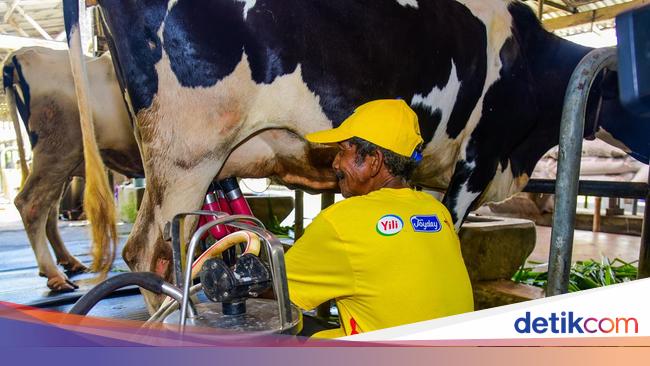Dukung Program Makan Gratis, 36 Perusahaan Siap Impor 1,3 Juta Sapi Perah