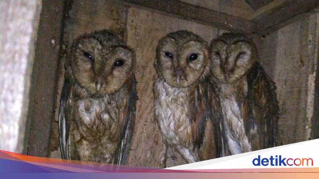 米国は50万羽のフクロウを殺す予定、その理由は？
