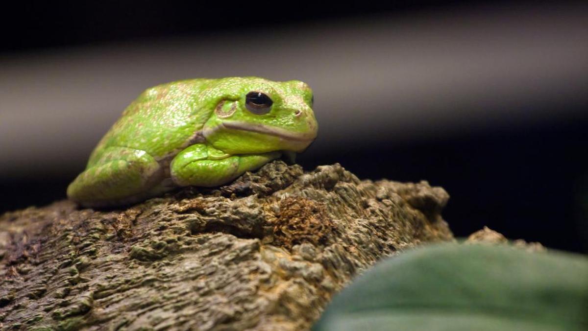 日本の科学者が悪性がんを治療するカエルの腸内細菌を研究