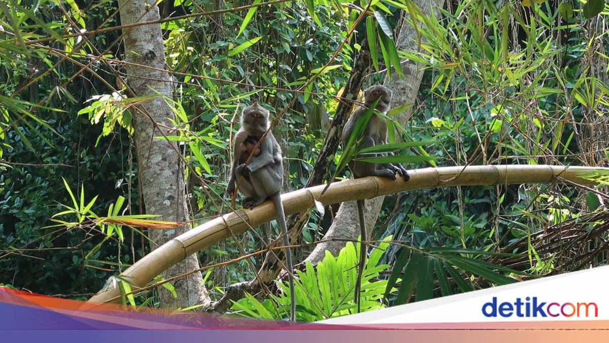 Kera Ekor Panjang Serbu Rumah Warga Inhil, 18 Warga Jadi Korban