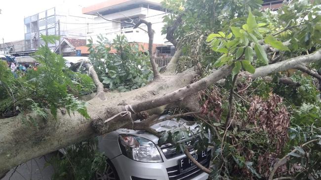 Dilanda Hujan dan Angin Kencang, 8 Pohon di Jakarta Tumbang