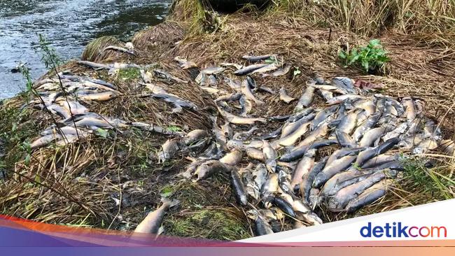 Tens of Thousands of Suddenly Dead Salmon in Canada