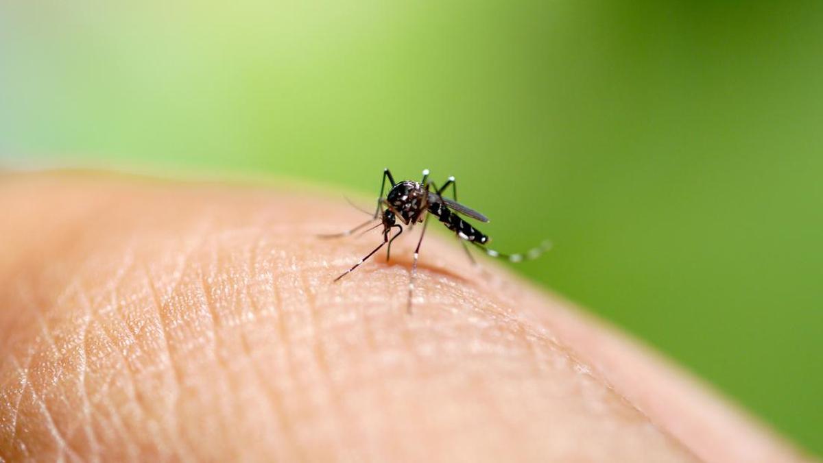 RI Dihantui Peningkatan Kasus Virus Chikungunya, Waspadai Gejalanya