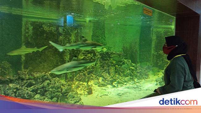 Serunya Berwisata di Central Park Zoo, Banyak Koleksi Hewan Unik