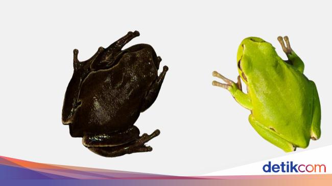 Scientists find mutant frogs due to nuclear radiation