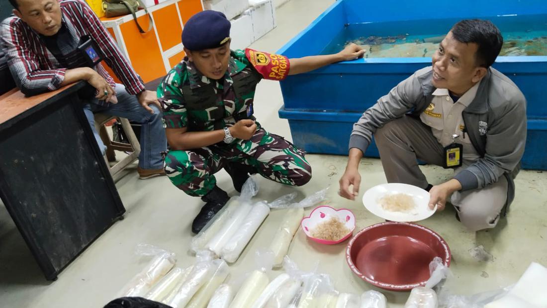 Penyelundupan Benih Lobster Rp 1,3 M Ke Singapura Digagalkan Di Bandara ...