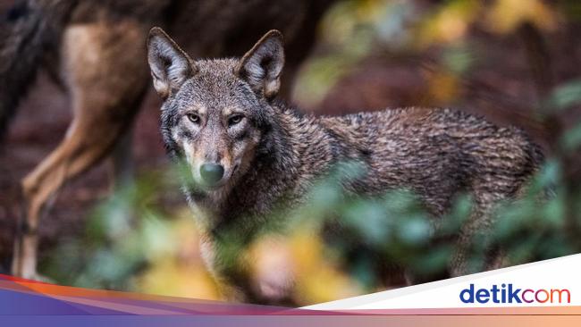 Serigala Disebut Melolong Saat Bulan Purnama, Bagaimana Penjelasannya ...
