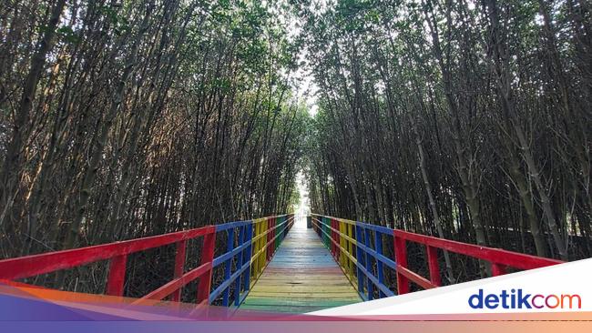 Hutan Mangrove di Banten se-Instagramable Ini
