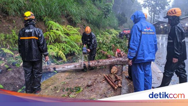 Pohon Tumbang di Payung Kota Batu