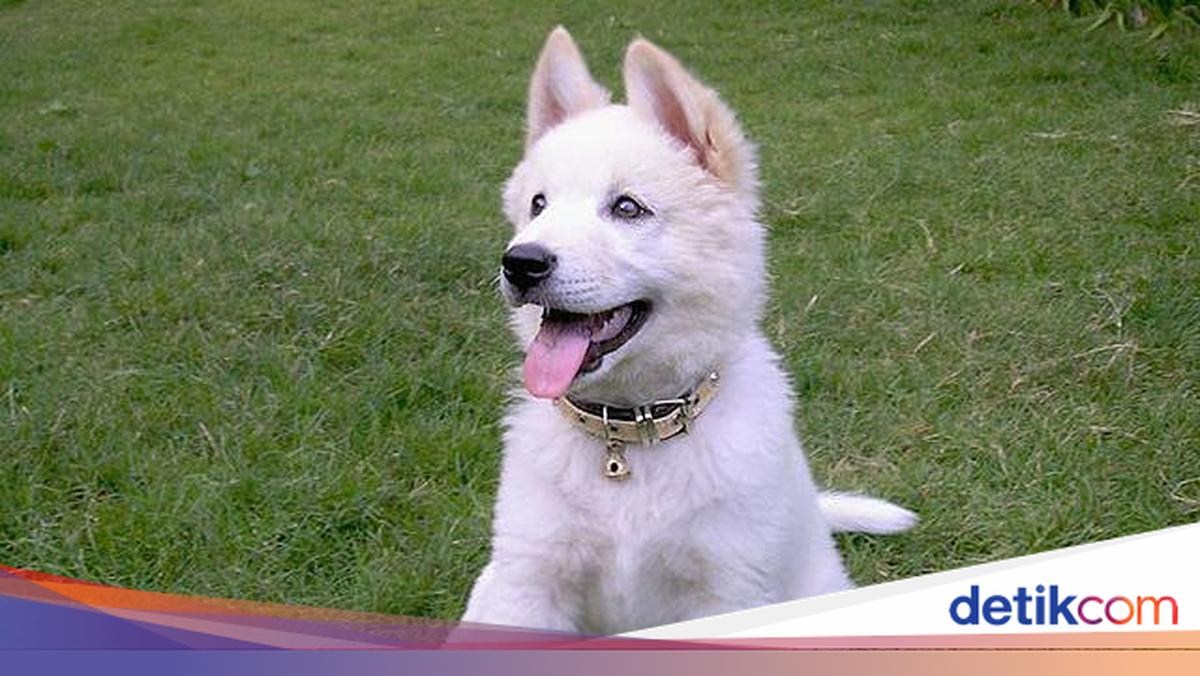 Sejarah Anjing Kintamani, Fakta Unik, Hingga Kisaran Harganya