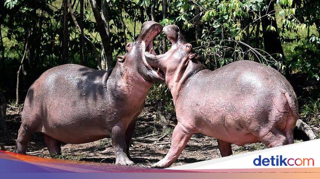 Hippo left by Pablo Escobar killed in Colombia car accident