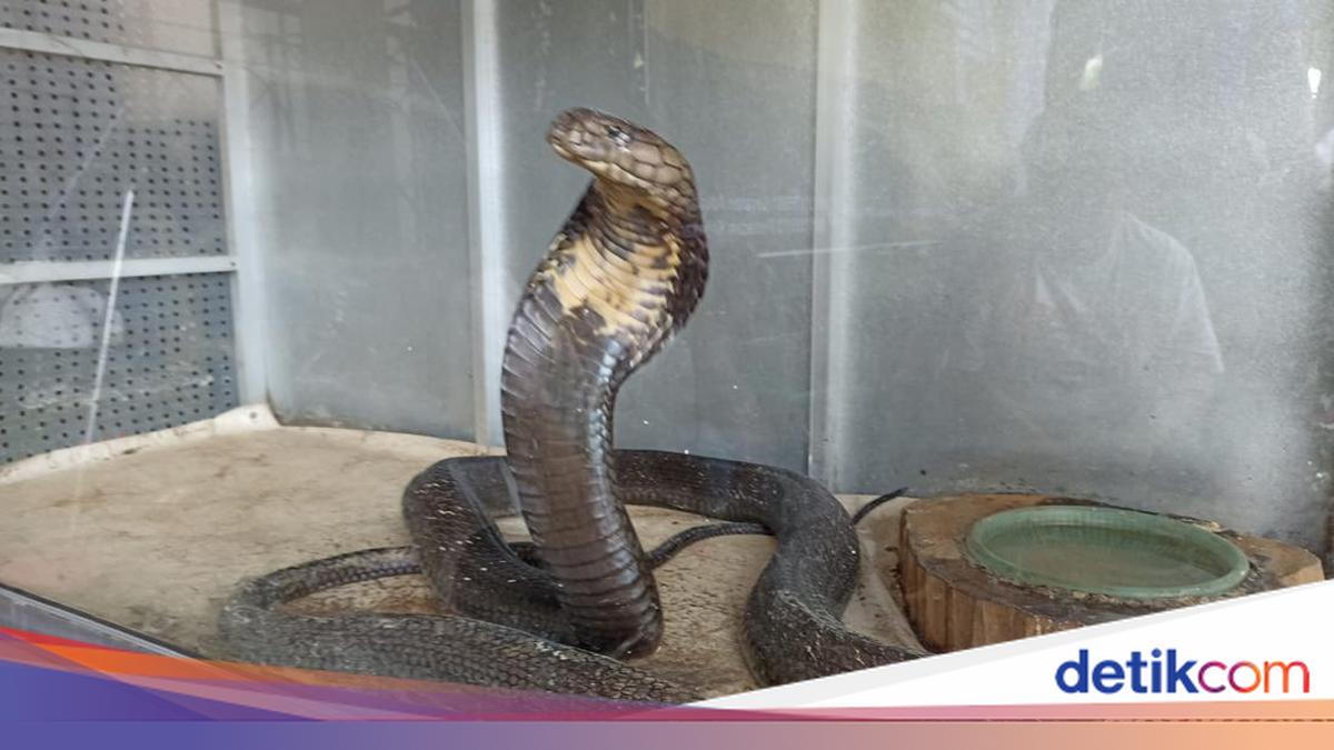 FKH Unair: Indonesia Belum Punya Serum Penawar Bisa King Kobra