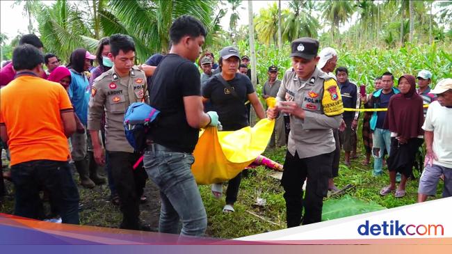 Wanita Tewas Bersimbah Darah Penuh Luka Bacok Ditemukan Di Sawah Lumajang