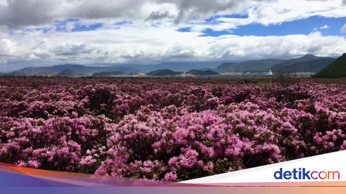 Berkurangnya Bunga Rhododendron, Berkurang Pula Kunjungan Wisatawan ke ...