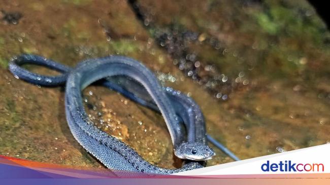 Naga Jawa: Penjaga Hitam Gunung Sanggabuana