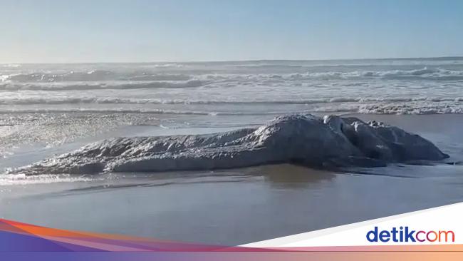 Strange marine creature the size of a truck found on the beach, what animal is it?