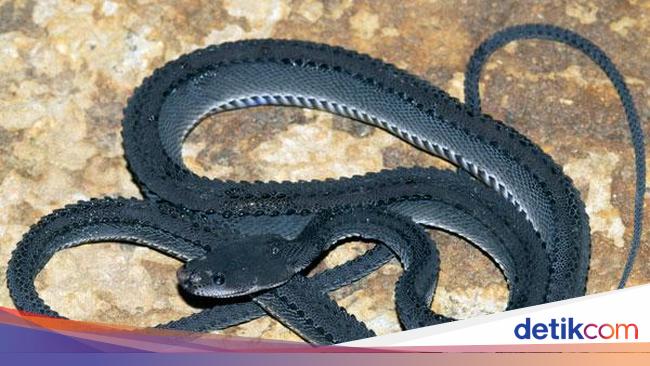 Si Naga Jawa, Penunggu Setia Gunung Sanggabuana Karawang