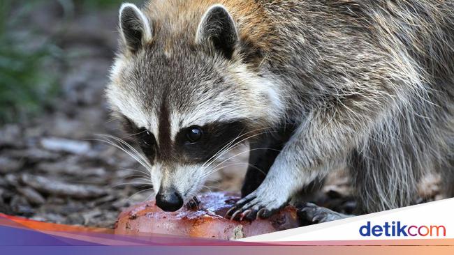 Data on Suspected Origin of COVID-19 from Raccoons in Wuhan Market Released by WHO