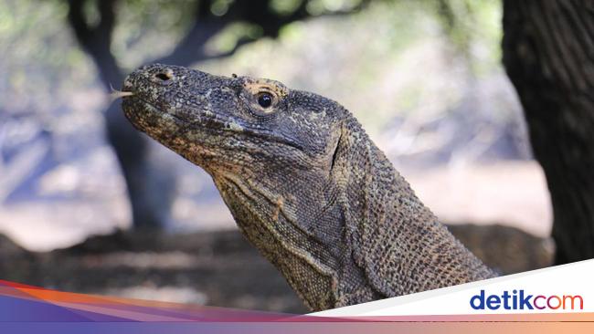 Daftar 12 Destinasi Wisata Super Premium di Taman Nasional Komodo