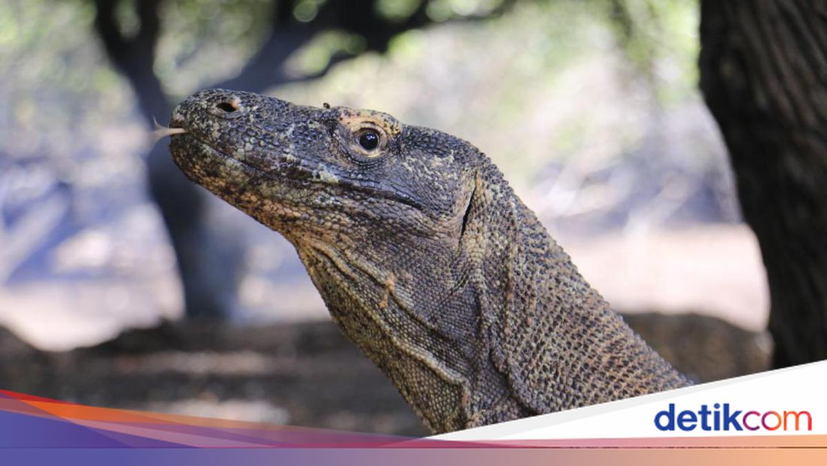 Cek! Tarif Baru Wisata Pulau Komodo: WNI Rp 300 Ribu, WNA Rp 450 Ribu