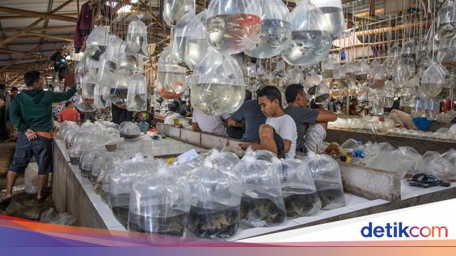 Pasar Ikan Hias Terbesar Asia Tenggara