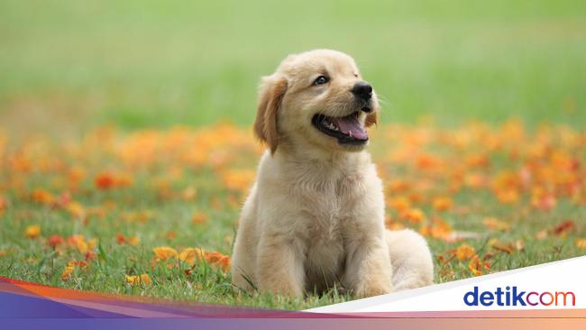 10 Hewan yang Masuk Surga, Ada Anjing Ashabul Kahfi
