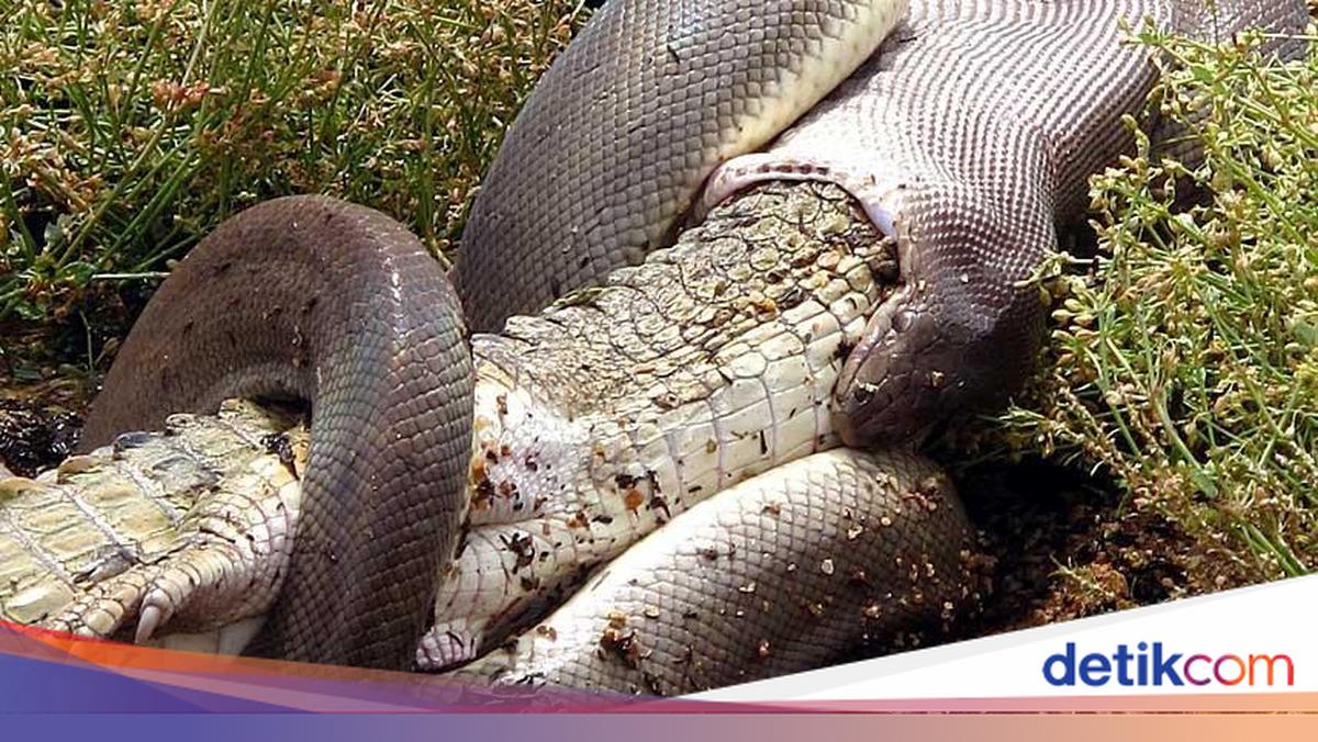 Vaginal ekstremal fisting Anal qattiq