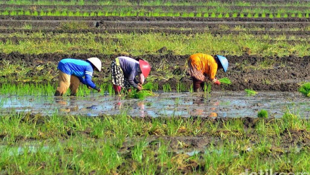 Catat! Ini Kriteria Petani Yang Bisa Dapat Pupuk Subsidi