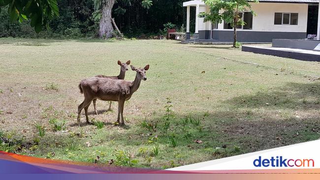 Menakar Populasi Rusa di TWA Cagar Alam Pangandaran