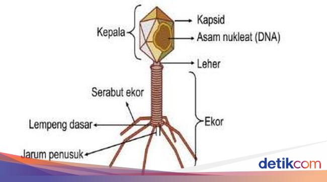 Apa Itu Virus yang Berbentuk Huruf T? Ini Struktur hingga Contohnya