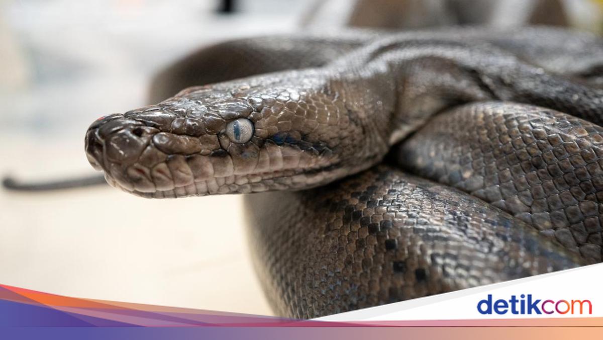 Sportchi ayollar Gen Beng porno filmlarini tomosha qiling