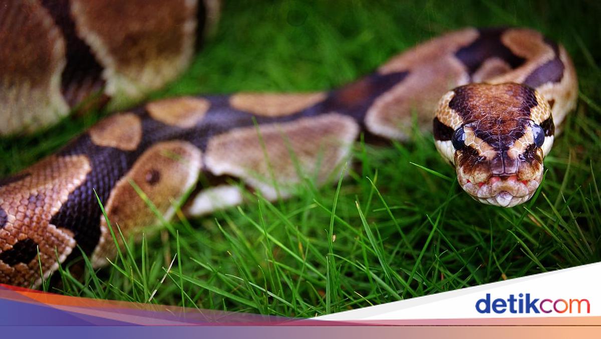 Dogiston dan jinsiy film Blatxatning yashirin kamerasi