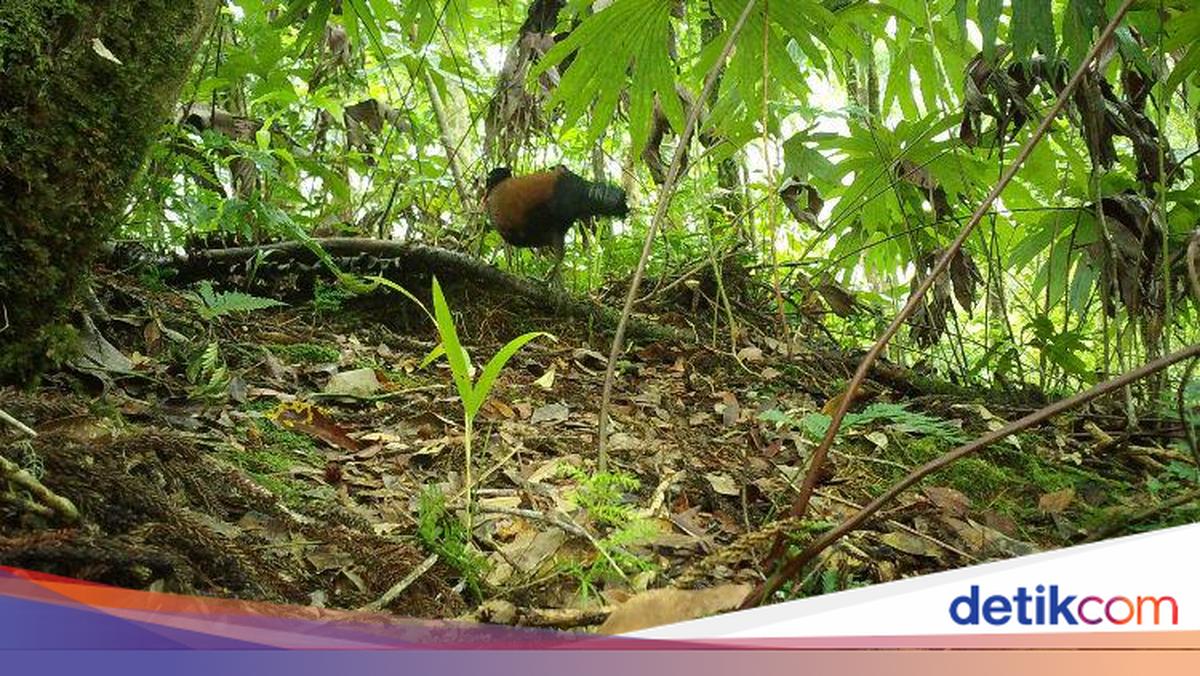 Dikira Punah 140 Tahun Lalu, Burung Ini Ditemukan Lagi di Papua