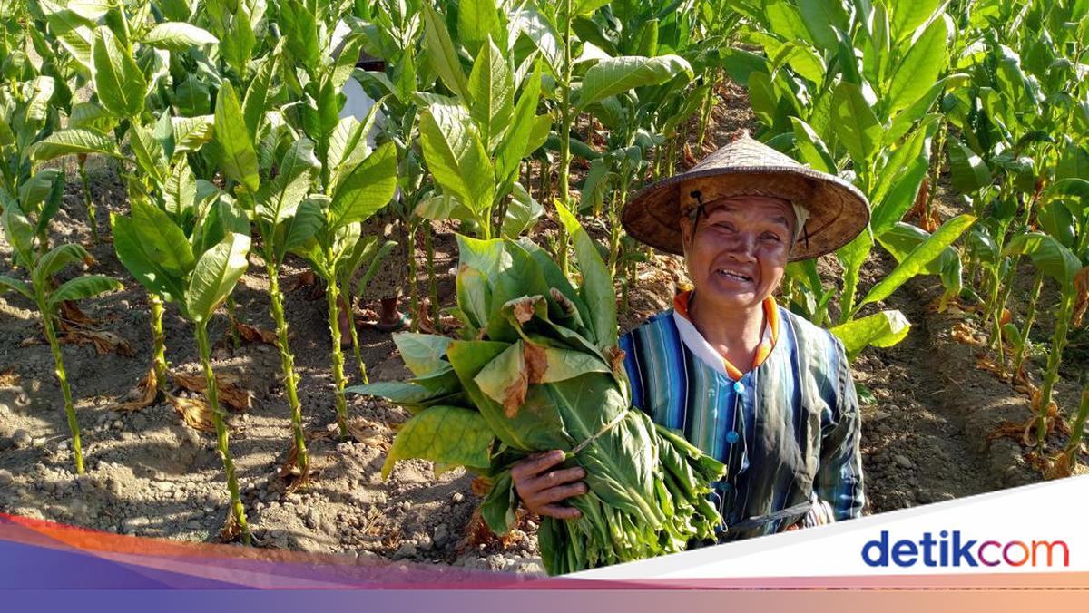 Sejarah Hari Tani Nasional 2024, Lengkap Ucapan dan Posternya