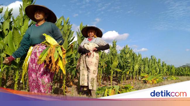Aturan Produk Tembakau Disebut Bisa Ganggu Industri Manufaktur
