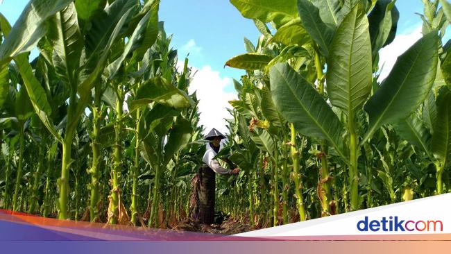 Tolak Aturan Pengetatan Rokok, Petani Tembakau Ungkap Ancaman Kerugiannya