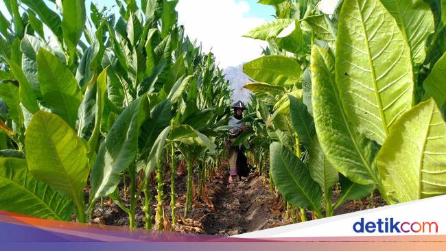 Petani Minta Perhatian Prabowo soal Kebijakan Pengetatan Tembakau